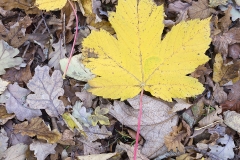 Autumn Floor, New Forest