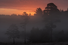 New Forest, A Misty sunrise on the coldest day of 2014
